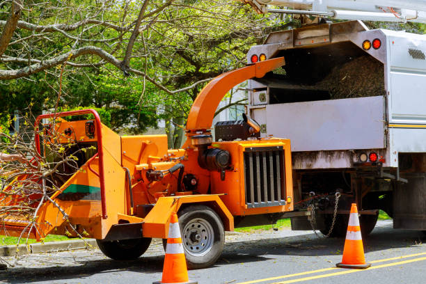 Best Tree Disease Treatment  in Clyde Hill, WA